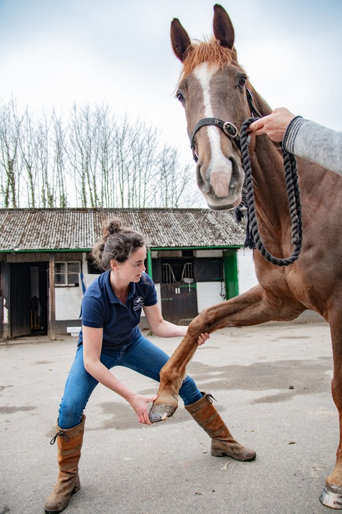 Osteopath stretching horses forelimb