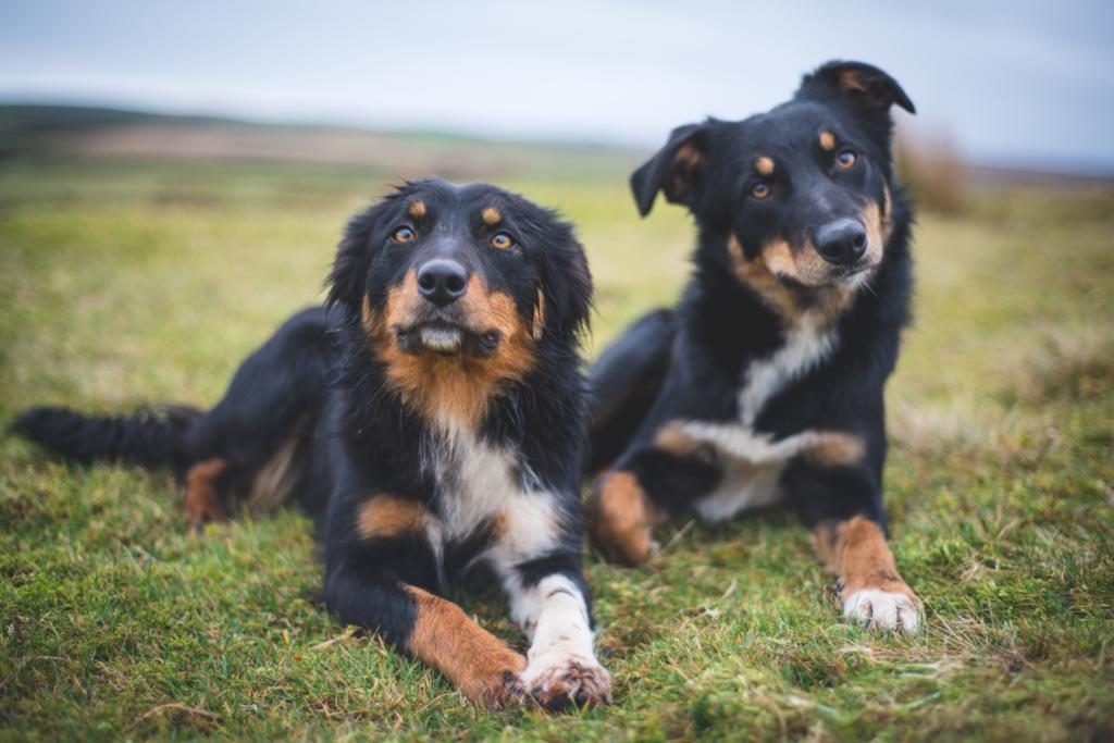 mother and son collies